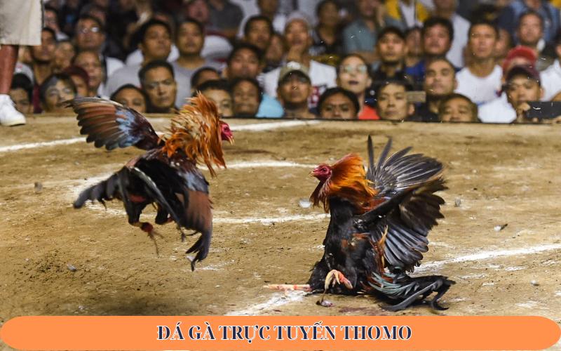 đá gà trực tuyến thomo